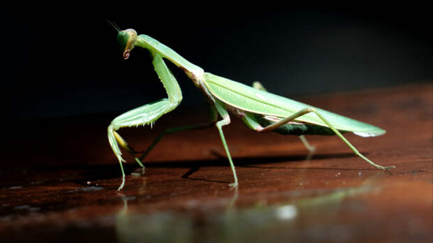 Пермячка полгода живет в квартире с самкой богомола