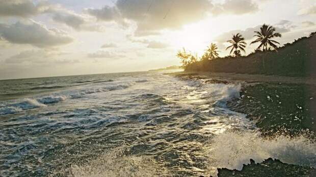 У берегов Антальи появились опасные медузы весом до 10 кг