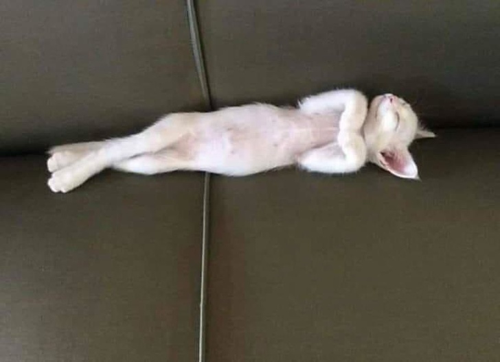 18 кошачьих привычек, которые заставляют людей восторженно пищать