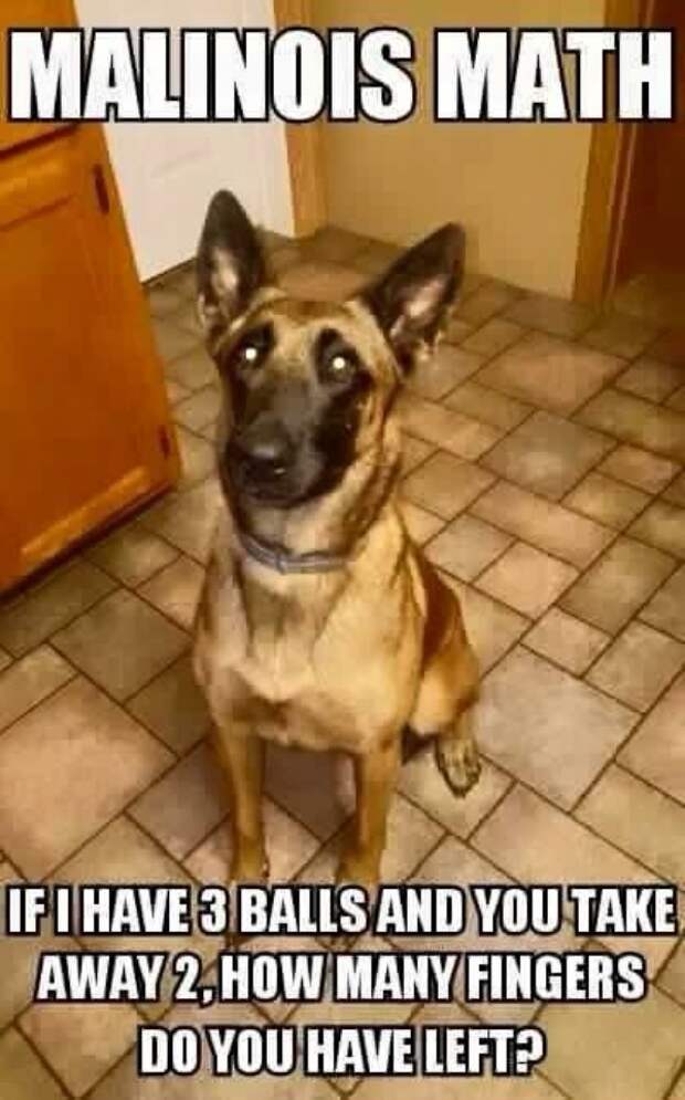 service dog memes always bring out the smiles 24 Service dog memes always bring out the smiles (40 Photos)