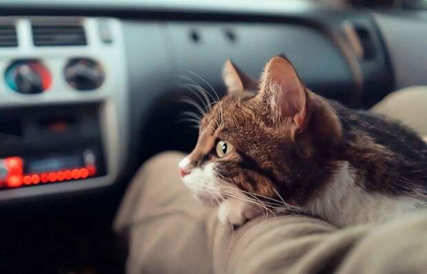 Почему кошкам не нравятся автомобильные переезды, и что с этим делать