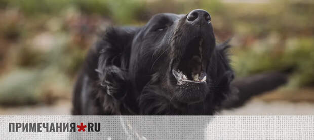 Ребенку, пострадавшему от укуса бродячей собаки в Симферополе, выплатят 55 тысяч рублей компенсации