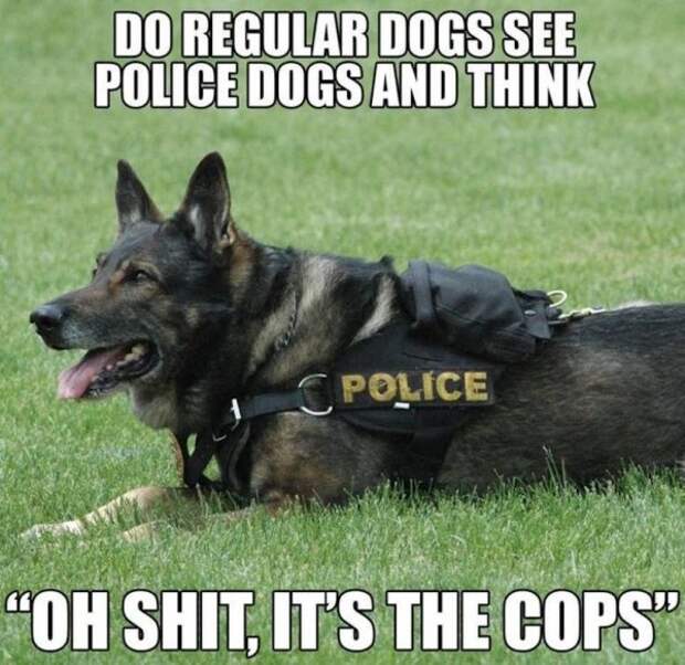 service dog memes always bring out the smiles 17 Service dog memes always bring out the smiles (40 Photos)