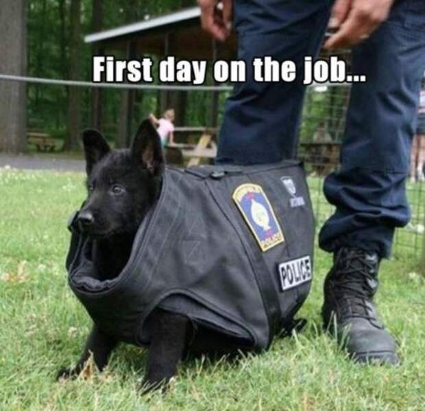 service dog memes always bring out the smiles 15 Service dog memes always bring out the smiles (40 Photos)