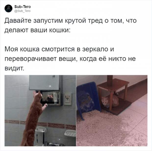 Самые странные существа на планете - это коты (19 фото)