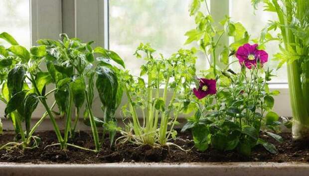 Готовь сани летом, а рассаду — зимой! Ваш посевной календарь на январь-февраль