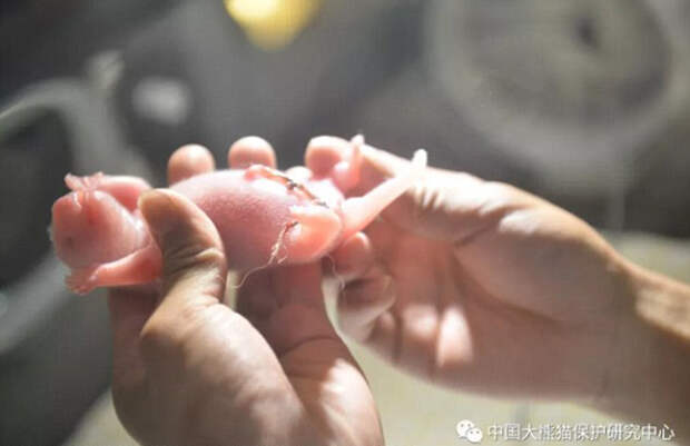Панда Чао-Чао родила двойняшек, процесс рождения засняли на камеру