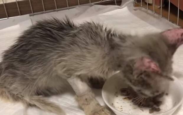 Котенок кушает Серый котенок
