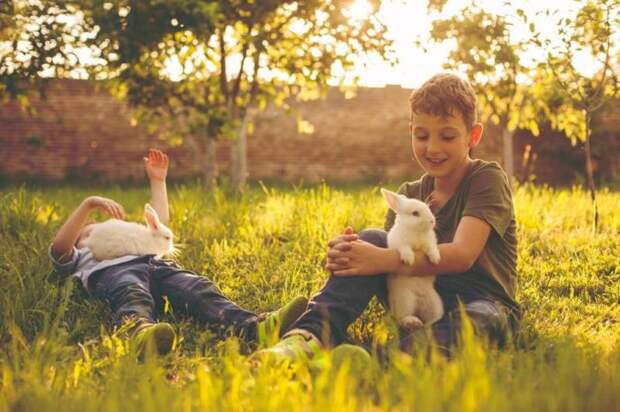 Самые интересные факты о кроликах для детей