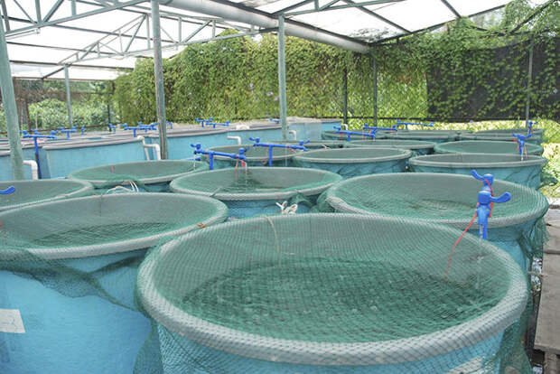 3031225-slide-aquaponic-fish-farmer