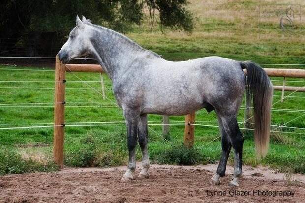 Арабская лошадь Шагия или бриллиант из Бабольна.
