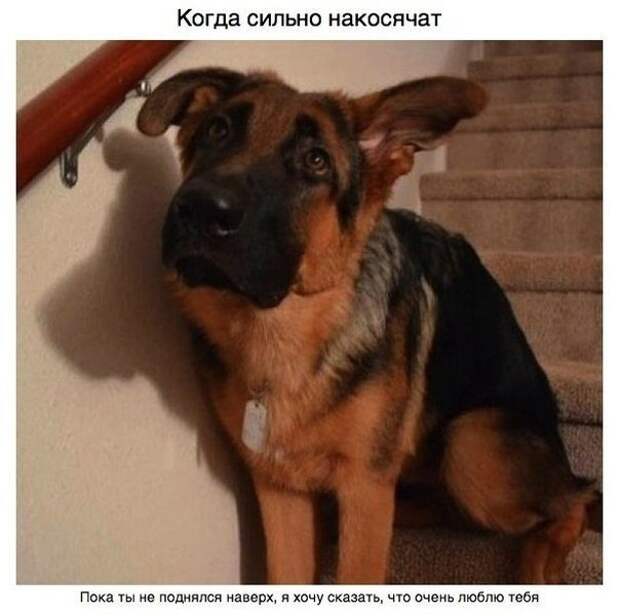 За что мы любим собак друг, собака