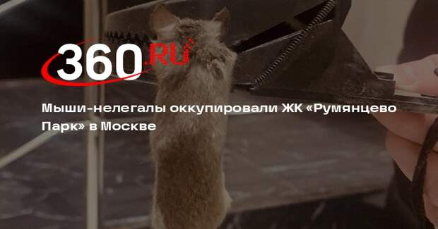 Жильцы «Румянцево Парк» в Москве пожаловались на нашествие грызунов