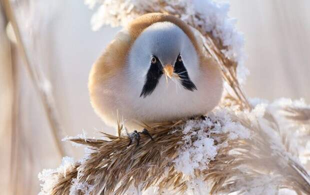 Усатая синица показалась на северо-западе Петербурга