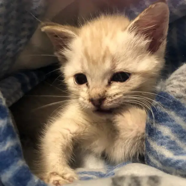 Котёнок, который не может ходить, нашёл самую лучшую маму в лице хаски и научился ездить