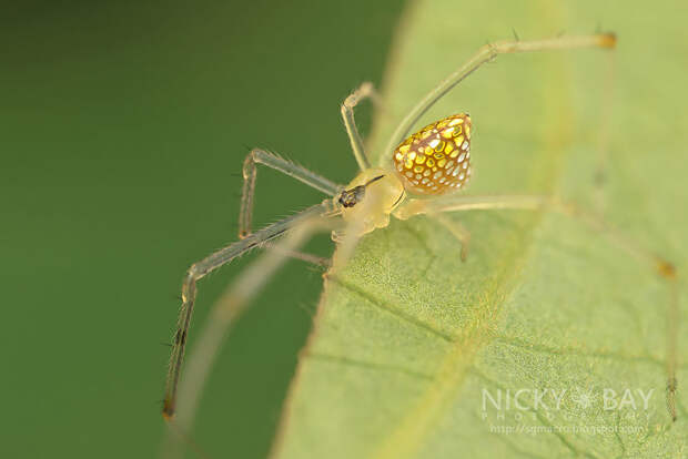mirror-spider-thwaitesia-argentiopunctata-3