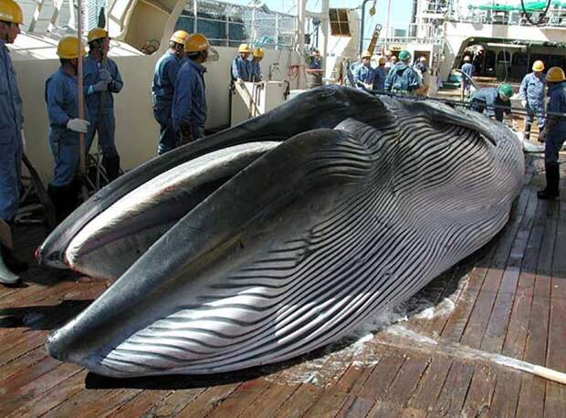 Японские суда продолжают истреблять китов, прикрываясь научными исследованиями (на фото: убитый кашалот на палубе японского китобойного судна в северо-западной части Тихого океана, август 2000 года) исследование, кит, наука, промысел, убийство, фото, япония