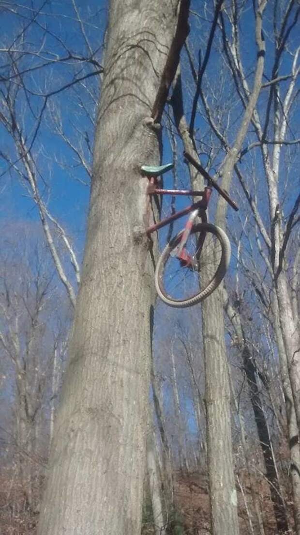 12. Еще один забытый велосипед дерево, мир, поглощение, предмет, природа, разрастание, фото