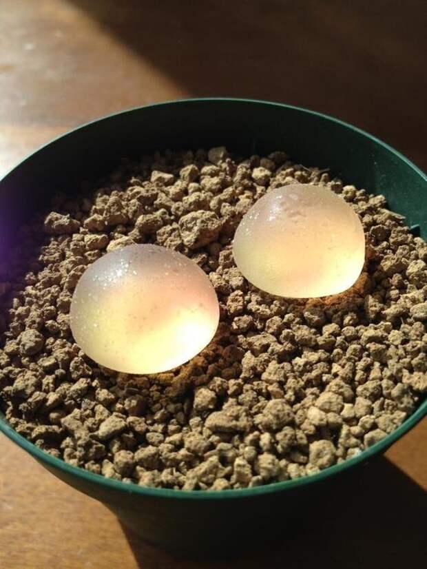 Это не капли - это Conophytum burgeri Это не капли - это Conophytum burgeri