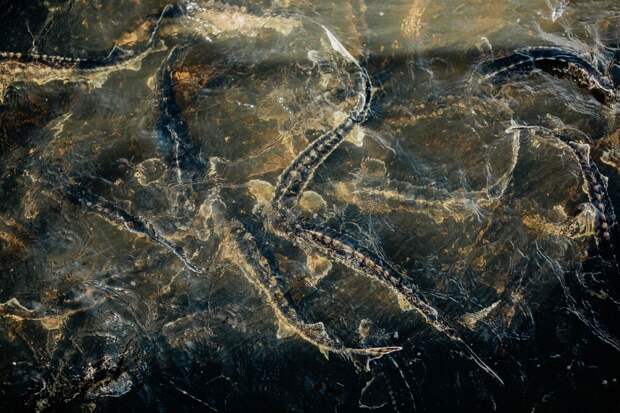 Более 28 млн молоди осетровых выпущено в естественную среду в Астраханской области