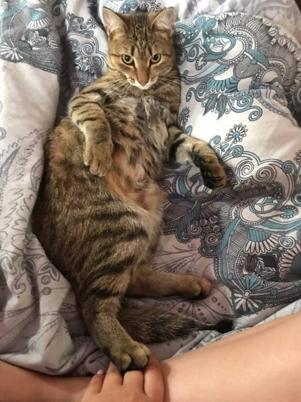дом для котенка кот на кровати