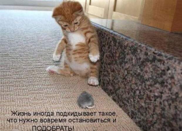 Прикольная котоматрица (22 шт)