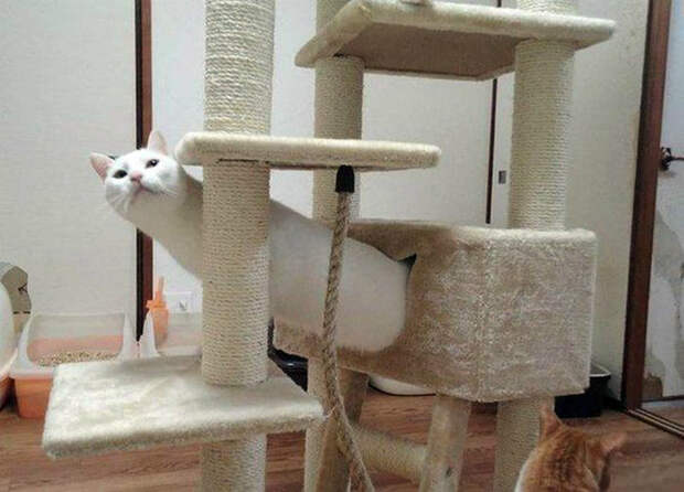 Не длинный, а высокий. Не длинный, а высокий.