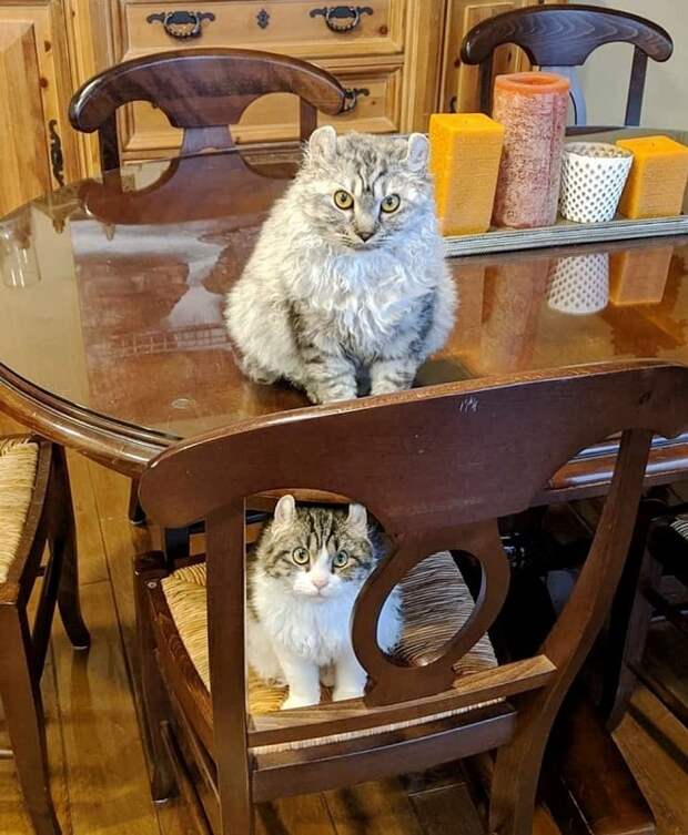 Коты на кухне Два кота