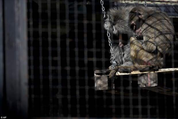 Грустные животные в зоопарка Буэнос-Айреса, которых должны были переселить еще год назад