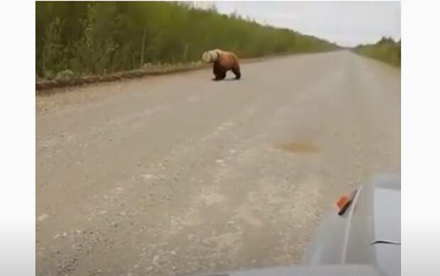 На Камчатке охотоведы пока не нашли медведя с бидоном на голове