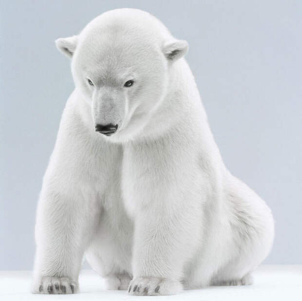 Ми-ми-мишки