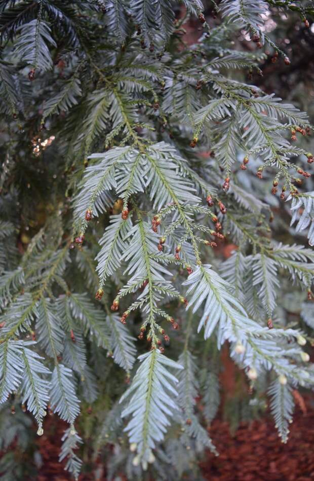 Sequoia sempervirens 