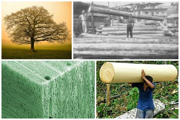 Самая мягкая древесина деревья, древесина, интересное, природа, факты