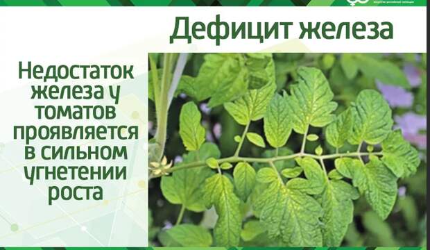 Приветствую, друзья!  С конца июня в результате интенсивного роста и формирования цветов и завязей у растений наступают всякие дефициты.-4