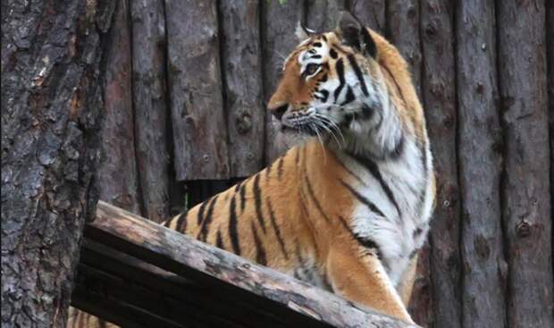 Конфликтная тигрица из Приморья останется жить в хабаровском зоопарке