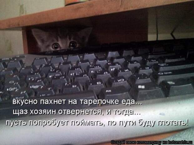 Лучшая котоматрица недели