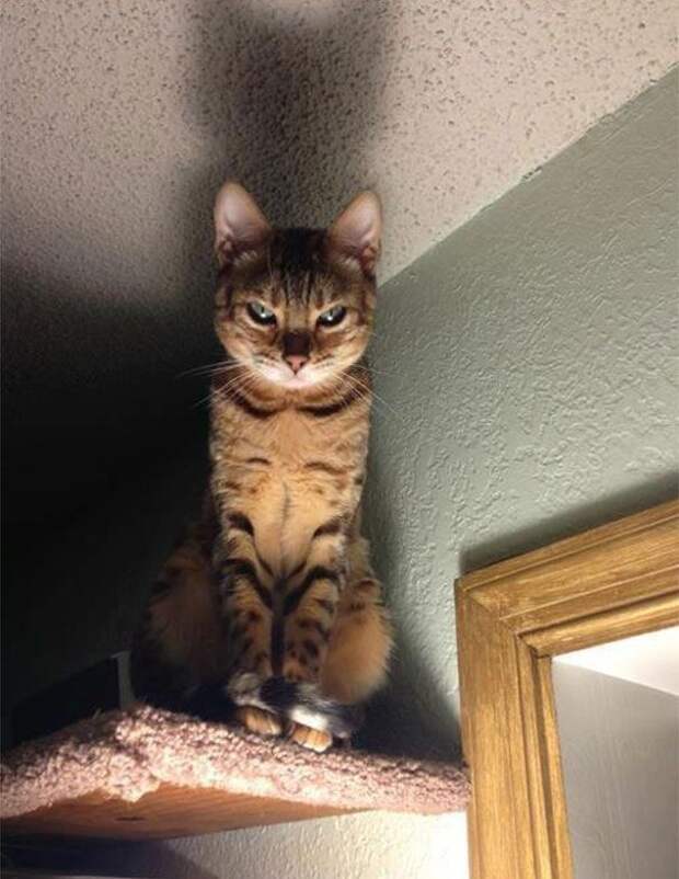 кошки, которые хотя убить своих владельцев, злые кошки
