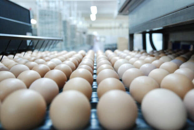 Традиционно считается, что лучше всего брать крупные, более дорогие яйца, но это ошибка / Фото: kazan.prodtechno.ru