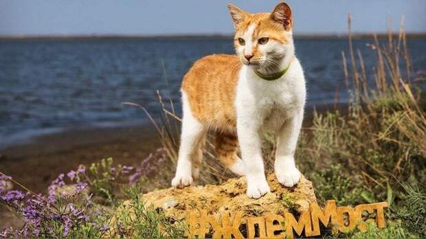 Вскоре фотографии кота стали появляться в интернете.Он становился все более популярным. Крымский мост, Талисман моста, кот Мостик, крым, россия