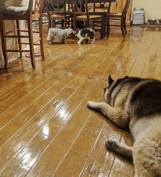 Собака лежит на полу Коты и пес