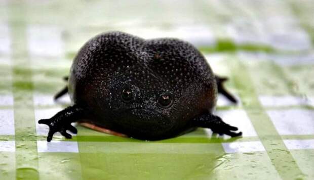 Чёрная дождевая лягушка - самая грустное земноводное в мире