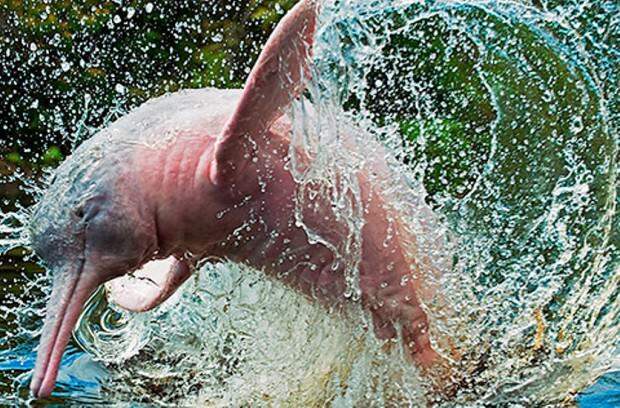 ТЕРЕМОК. Розовые животные. Амазонский дельфин