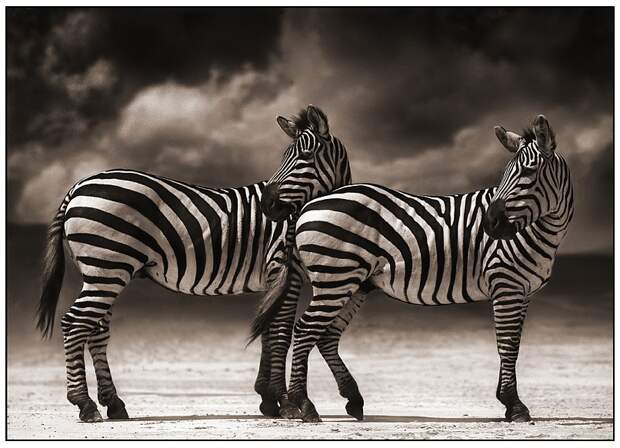 фотографии африки. Nick Brandt