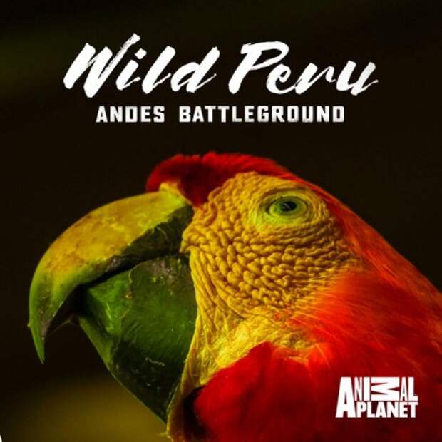 Дикая природа Перу: арена боев — Анды/ Wild Peru: Andes Battleground (2018) National Geographic