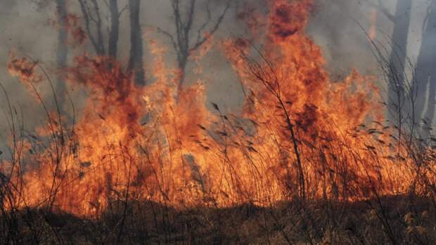 В июле на территории ХМАО и ЯНАО ожидается высокий уровень пожароопасности