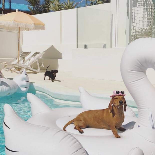 Rich Dogs Of Instagram: о жизни состоятельных собак