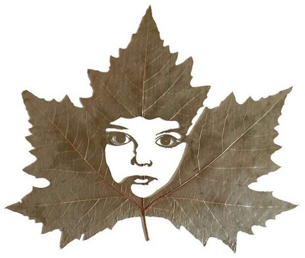 inocencia-40-cm-x-35-cm-species-platanus-x-hispanica.jpg