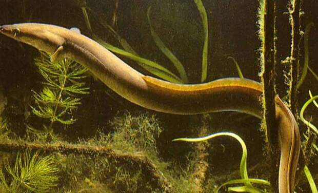 https://natural-museum.ru/sites/default/files/inline-images/%D0%A3%D0%B3%D0%BE%D1%80%D1%8C.jpg