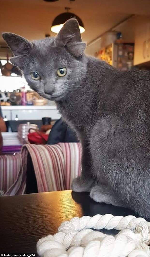 The little feline was found on the street by his owners, but has since grown accustomed to life at home, pictured