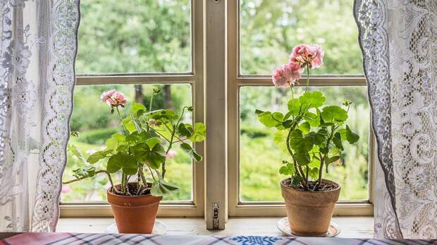 «Будет очень красиво»: какие цветы нужно посадить на даче в марте